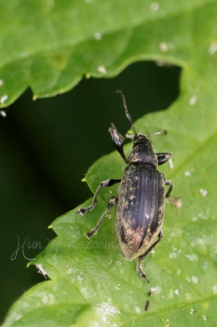 Polydrusus