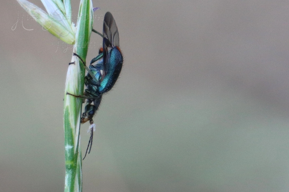 Clanoptilus