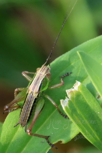 Roeseliana roeselii - Rösel-rétiszöcske