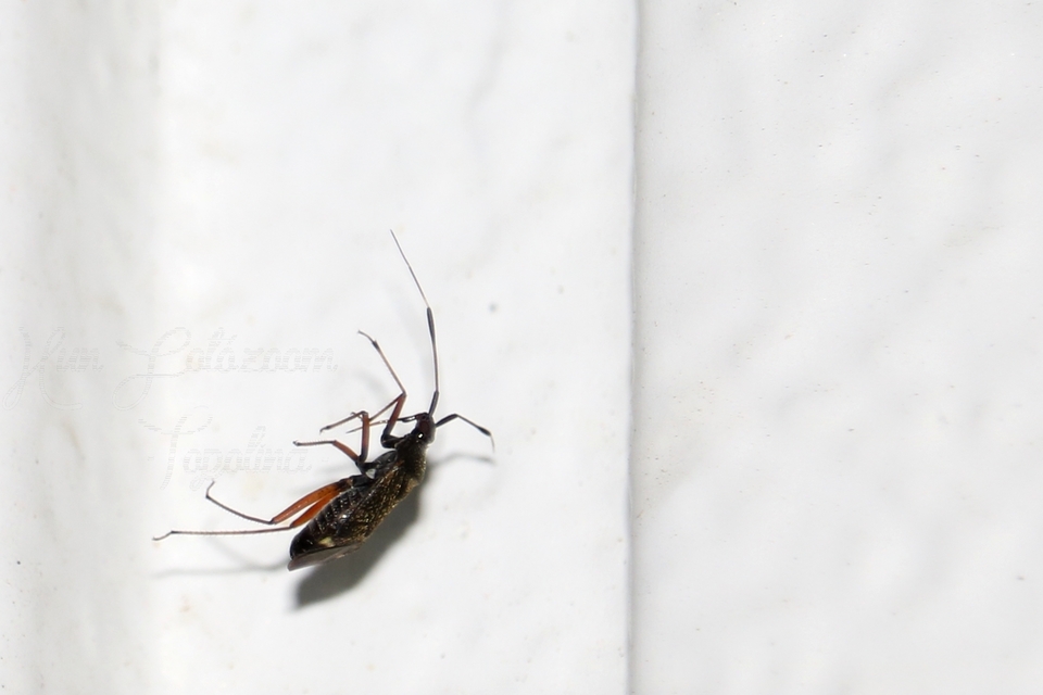 Closterotomus biclavatus - aranyszőrű mezeipoloska