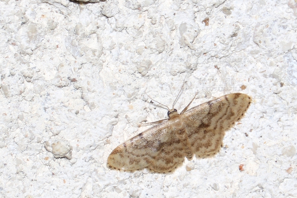 Idaea inquinata - mintás apróaraszoló