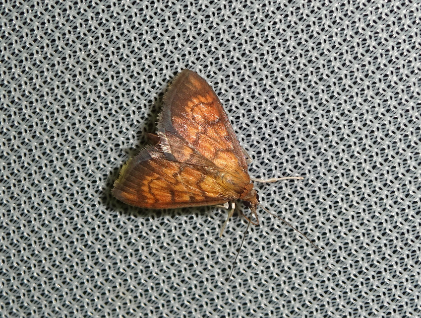 Ecpyrrhorrhoe rubiginalis - rozsdavörös tűzmoly