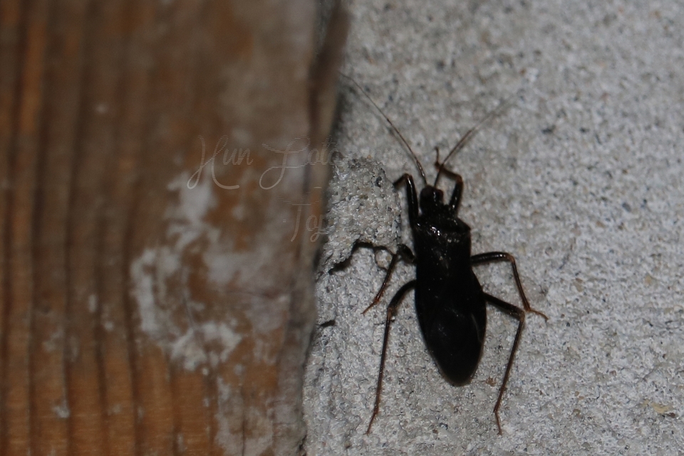 Reduvius personatus - szemetes zugpoloska