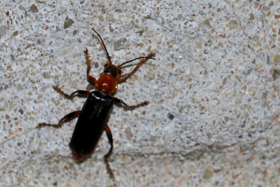 Cantharis livida - mezei lágybogár