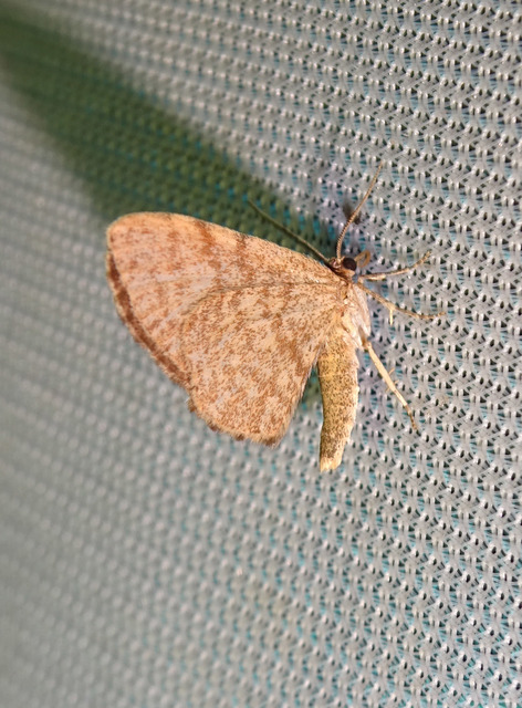Euchoeca nebulata - barnás égeraraszoló