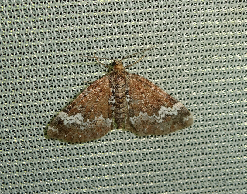 Perizoma alchemillata - árvacsalán-araszoló
