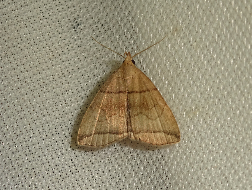 Herminia grisealis - ligeti karcsúbagoly