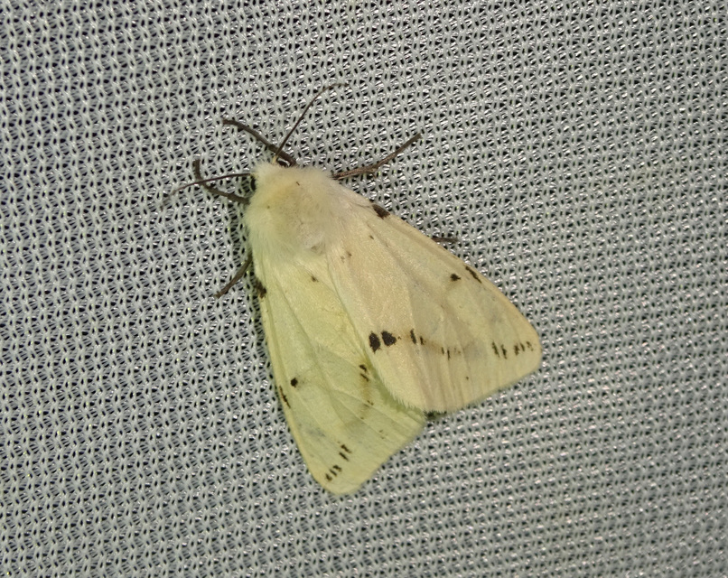 Spilarctia lutea - sárgás medvelepke