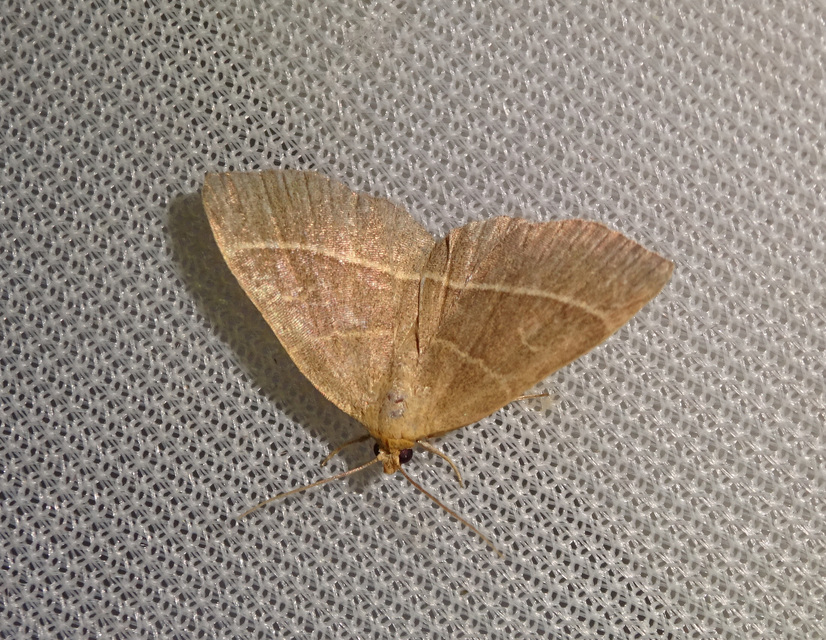 Trisateles emortualis - sárgacsíkos karcsúbagoly