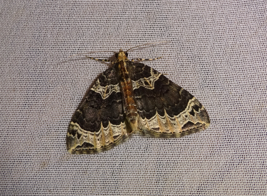 Ecliptopera silaceata - barna tarkaaraszoló