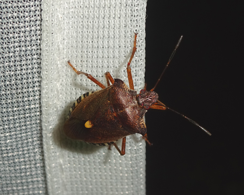 Pentatoma rufipes - vöröslábú címerespoloska Pentatoma rufipes - vöröslábú címerespoloska