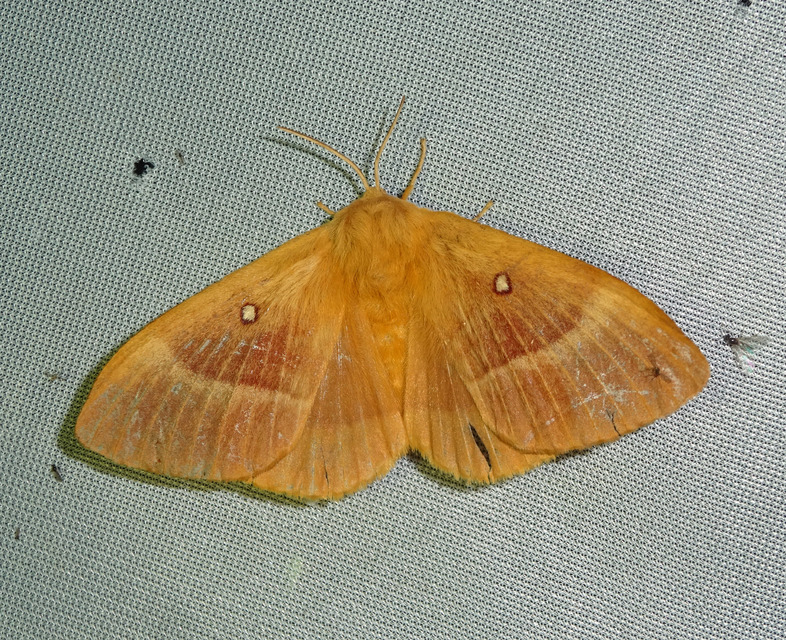 Lasiocampa quercus - tölgyfaszövő