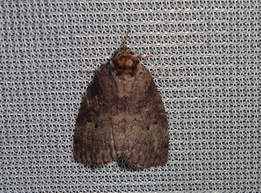Ochropacha duplaris - égerlevél-pihésszövő