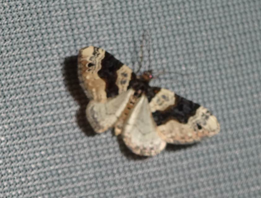 Cosmorhoe ocellata - szemes galajaraszoló