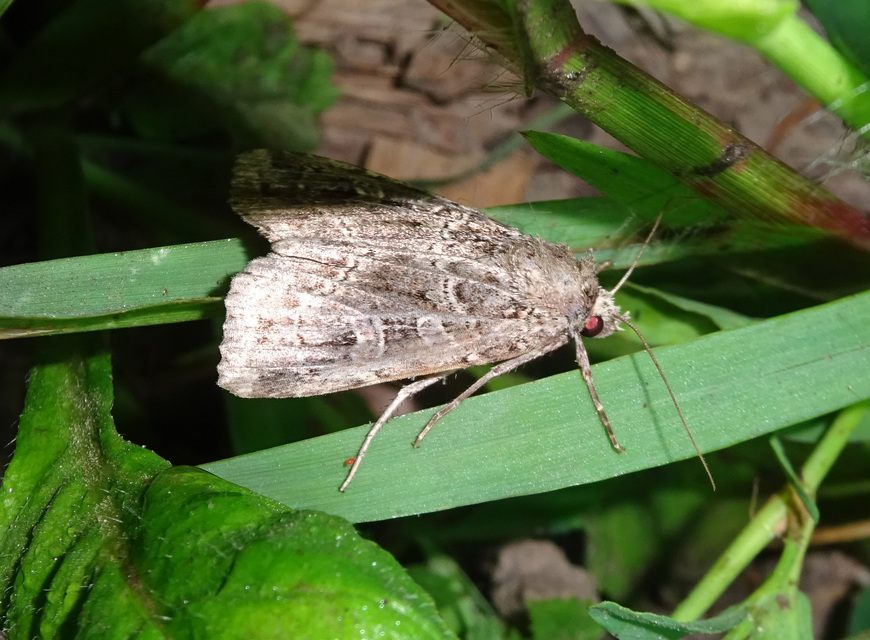 Naenia typica - hálózatos sóskabagoly