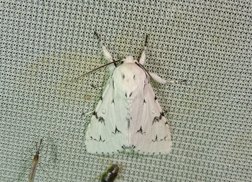 Acronicta leporina - fehér szigonyosbagoly