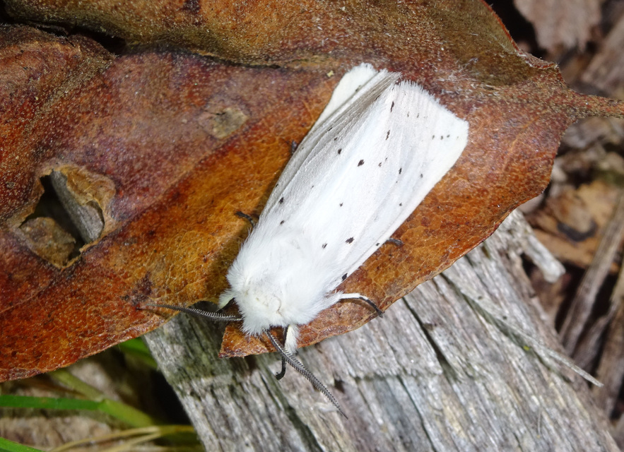 Spilosoma lubricipedum/urticae