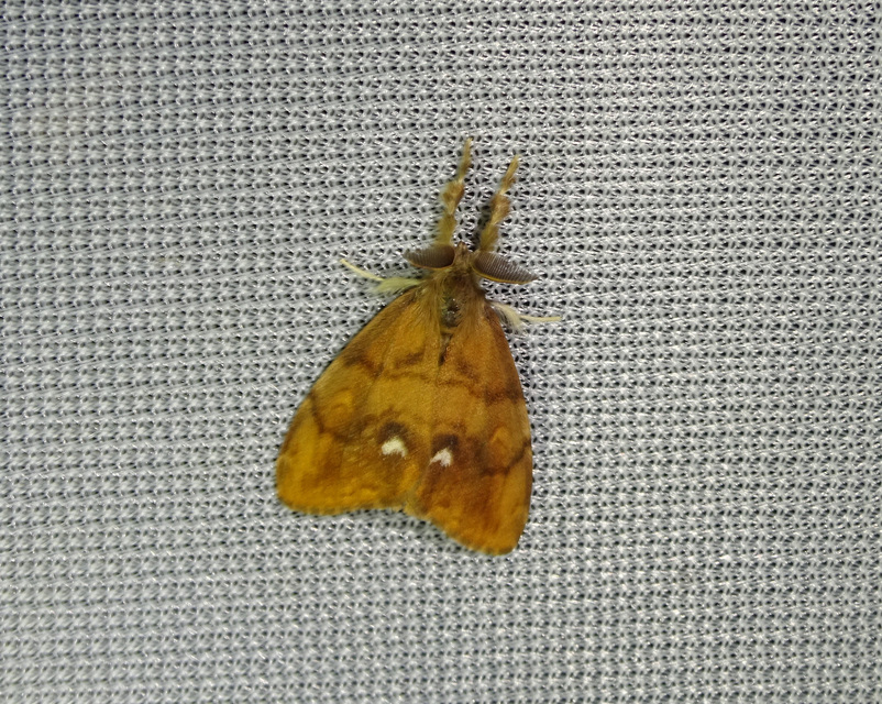 Orgyia antiqua - rozsdabarna kisszövő