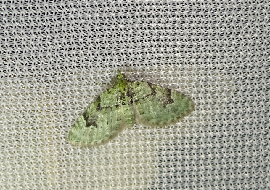 Chloroclystis v-ata - zöldes törpearaszoló