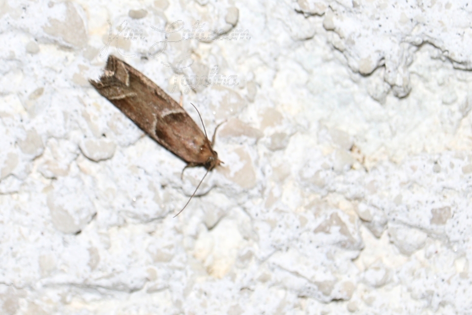 Nyctegretis