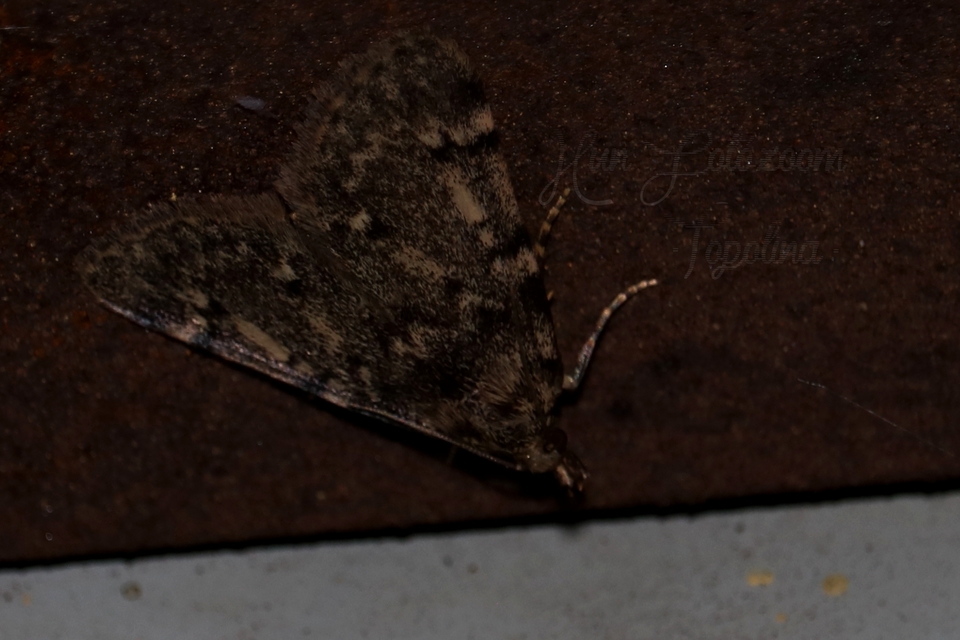 Aglossa pinguinalis - zsiradékmoly