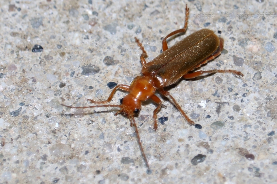 Cantharis rufa - rőt lágybogár