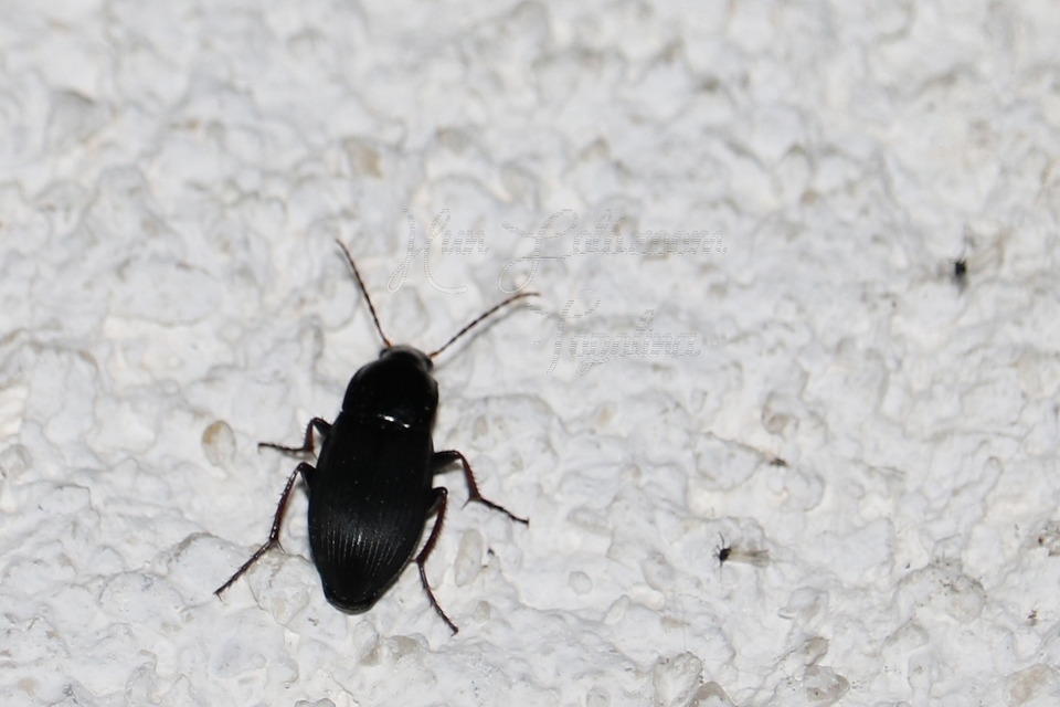 Calathus fuscipes - sokpontos tarfutó