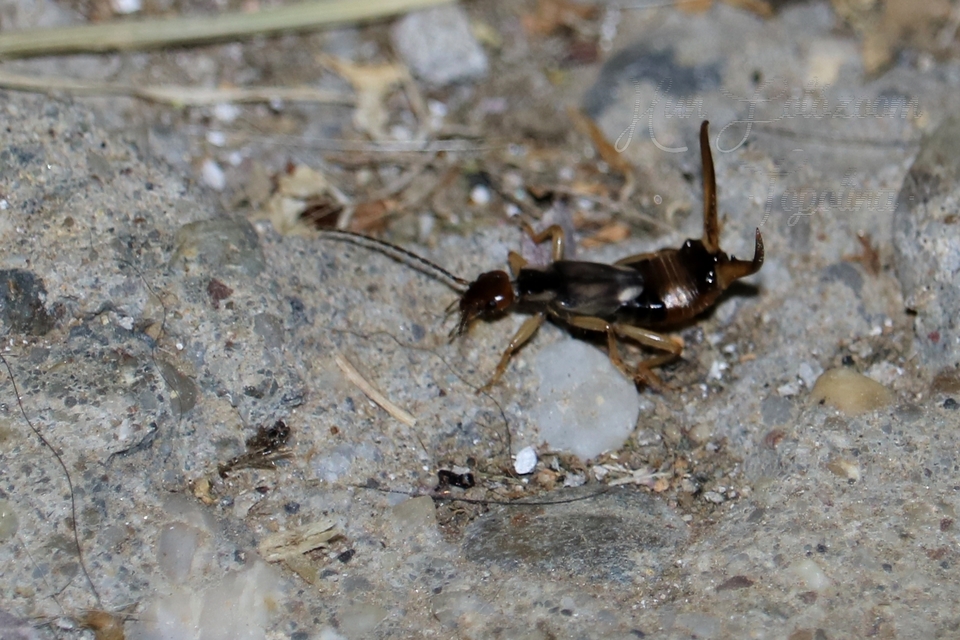 Forficula auricularia - közönséges fülbemászó