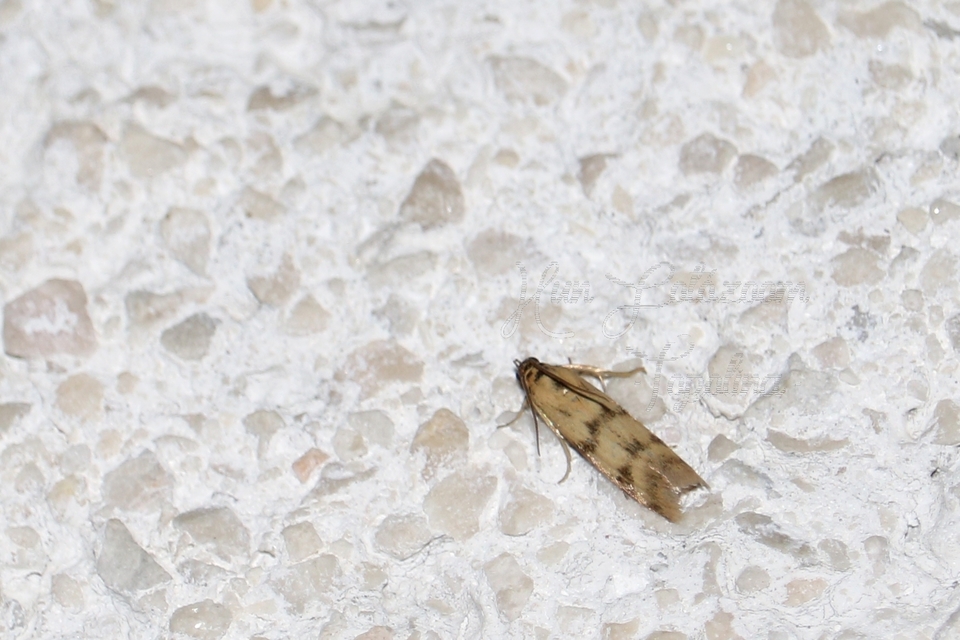 Homoeosoma sinuella - agyagsárga karcsúmoly