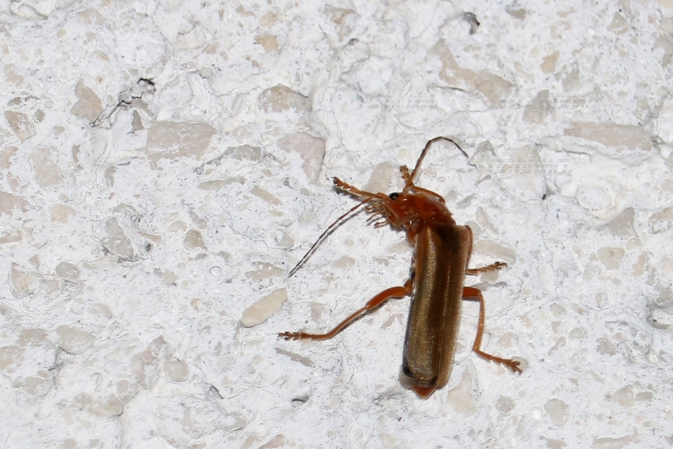 Cantharis rufa - rőt lágybogár