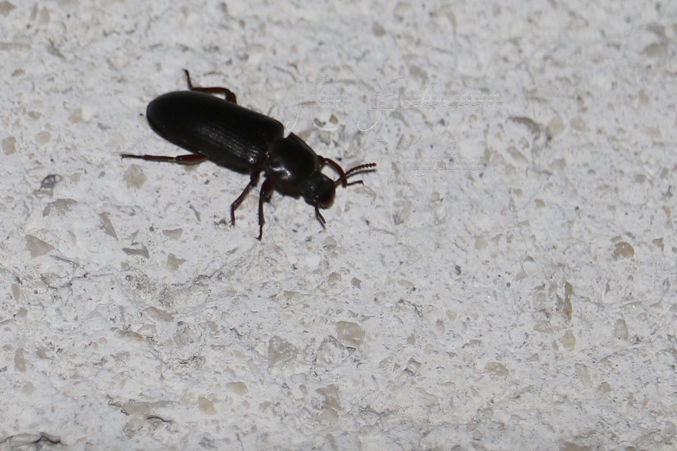 Tenebrio molitor - közönséges lisztbogár