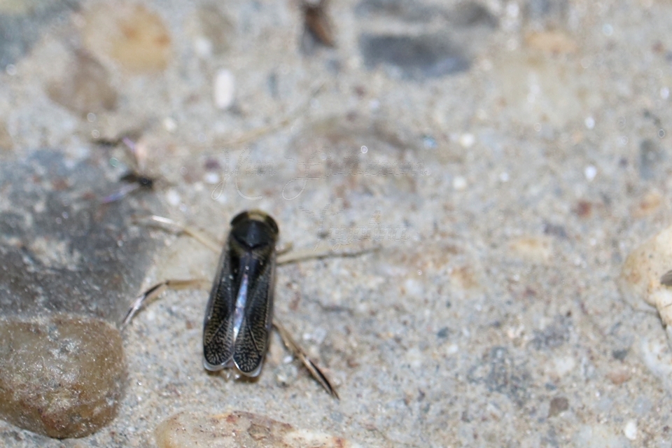 Corixidae - búvárpoloskák Corixidae - búvárpoloskák