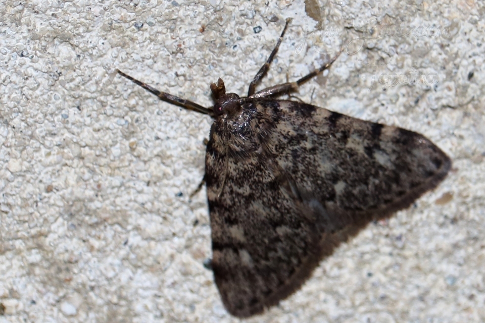 Aglossa pinguinalis - zsiradékmoly