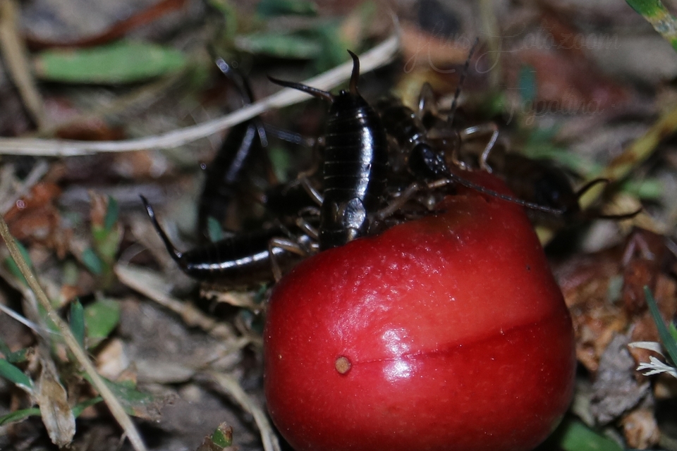 Forficula auricularia - közönséges fülbemászó