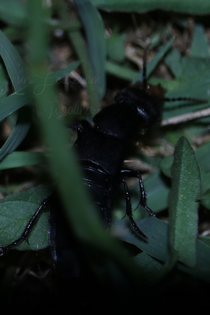 Ocypus