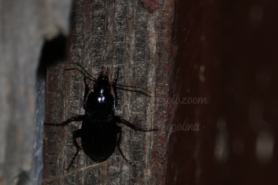 Calathus fuscipes - sokpontos tarfutó