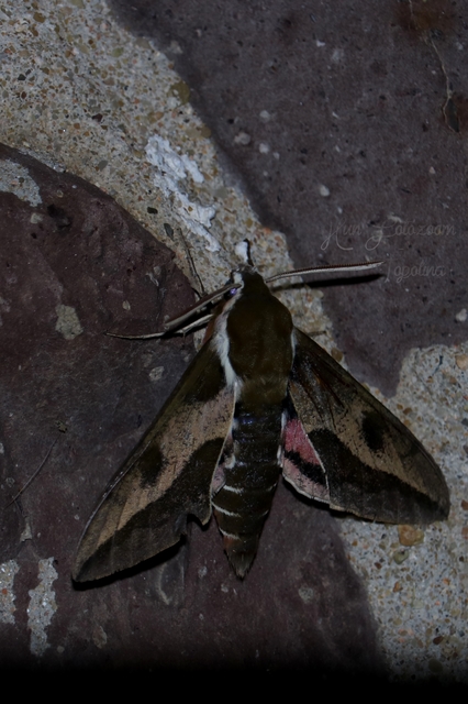 Hyles euphorbiae - kutyatejszender