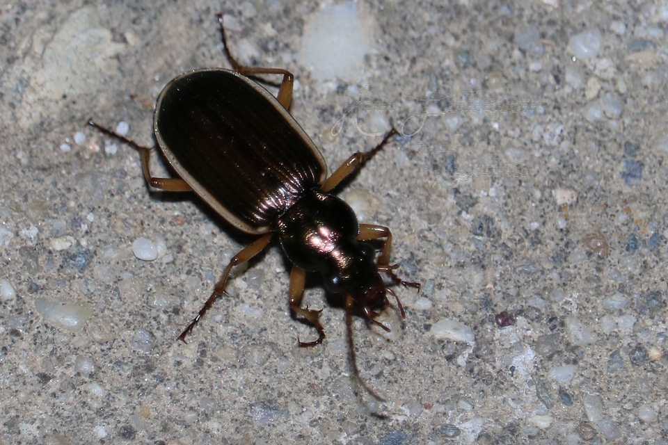Chlaenius spoliatus - csupasz bűzfutó