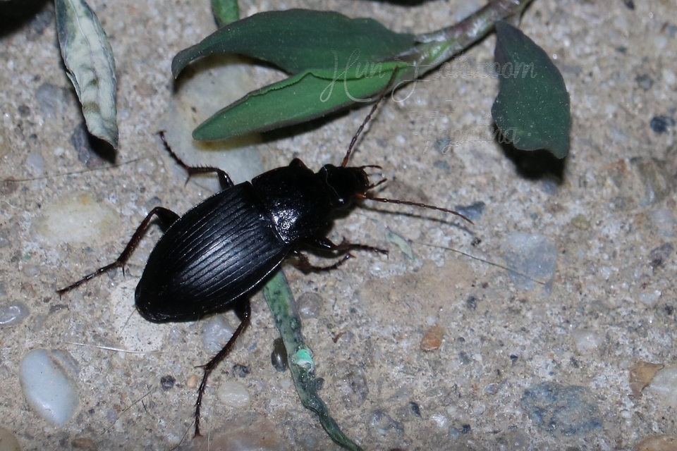 Calathus fuscipes - sokpontos tarfutó