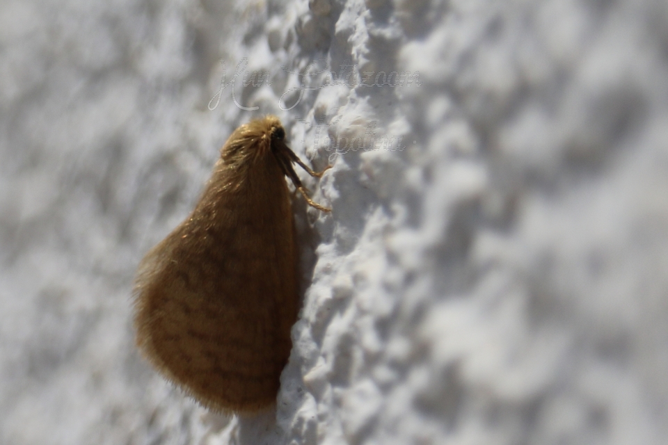 Bijugis bombycella - alkonyati zsákhordólepke