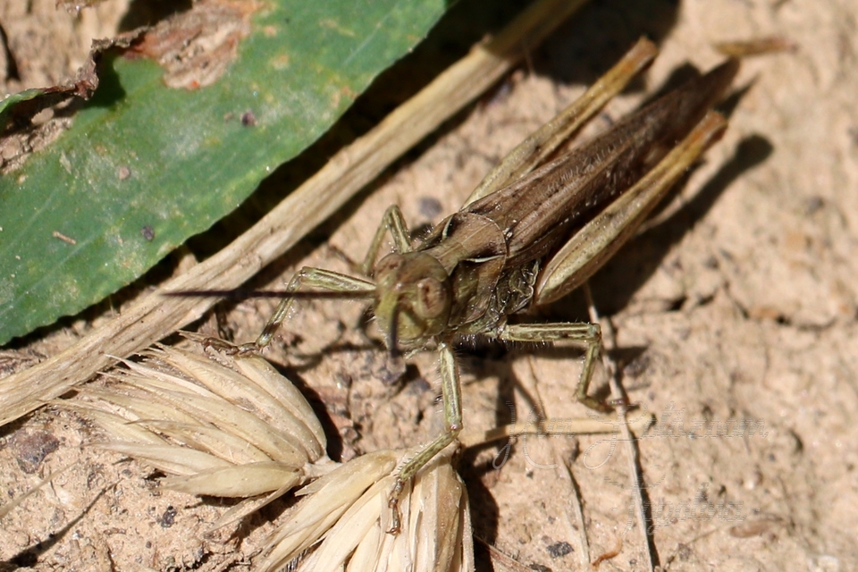 Chorthippus brunneus - közönséges tarlósáska