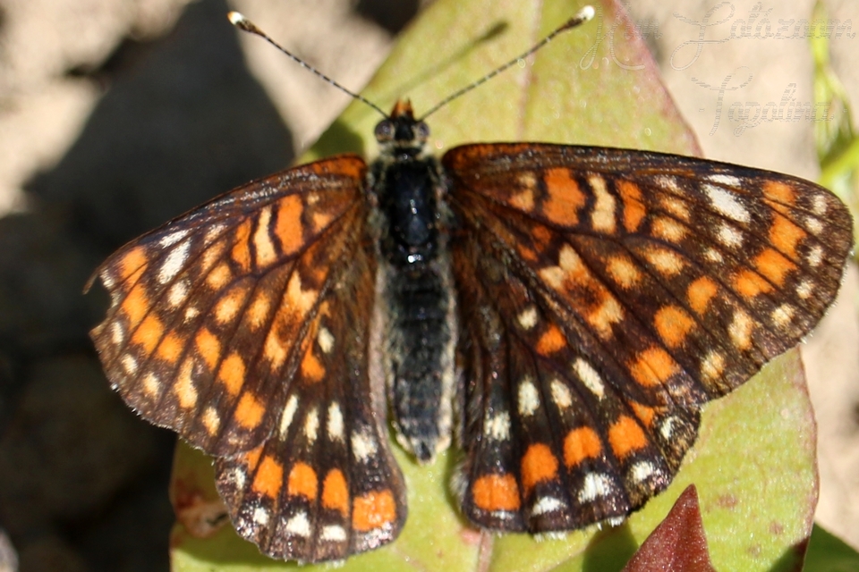 Euphydryas maturna - díszes tarkalepke