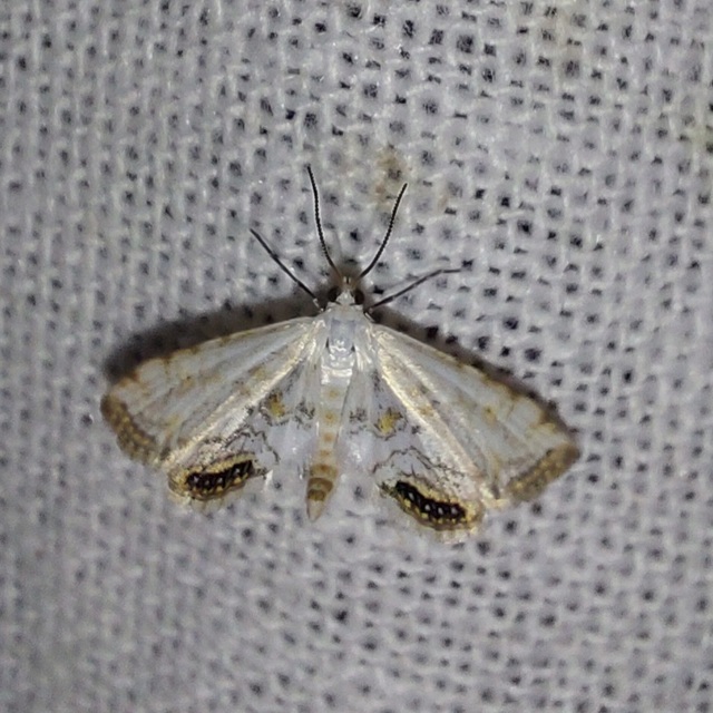 Cataclysta lemnata - békalencsemoly