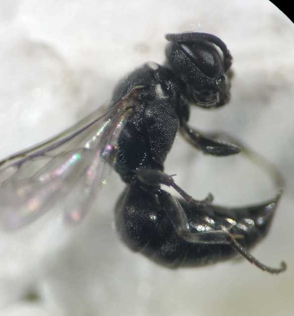 Solierella compedita