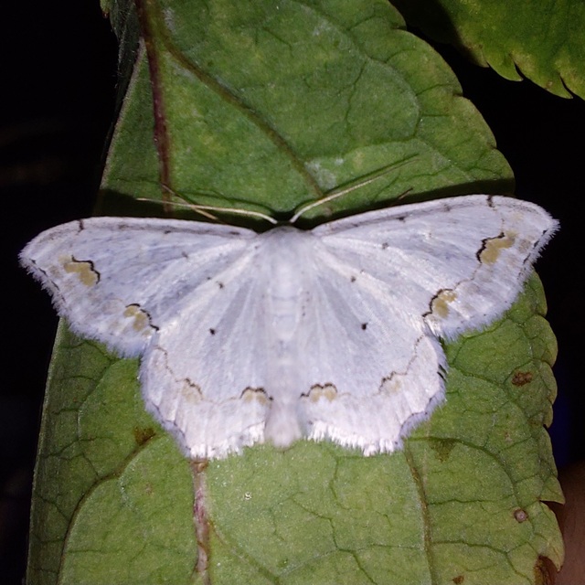 Scopula ornata - díszes fehéraraszoló