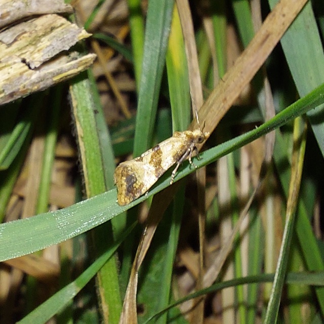 Phalonidia contractana - pipitér-fúrómoly