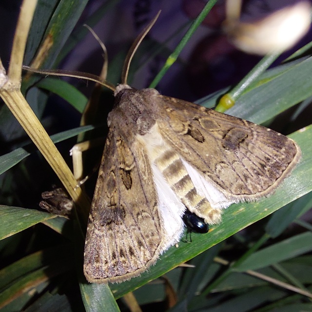 Agrotis bigramma - kétjegyű földibagoly