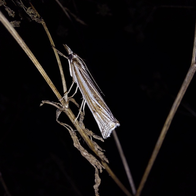 Ancylolomia