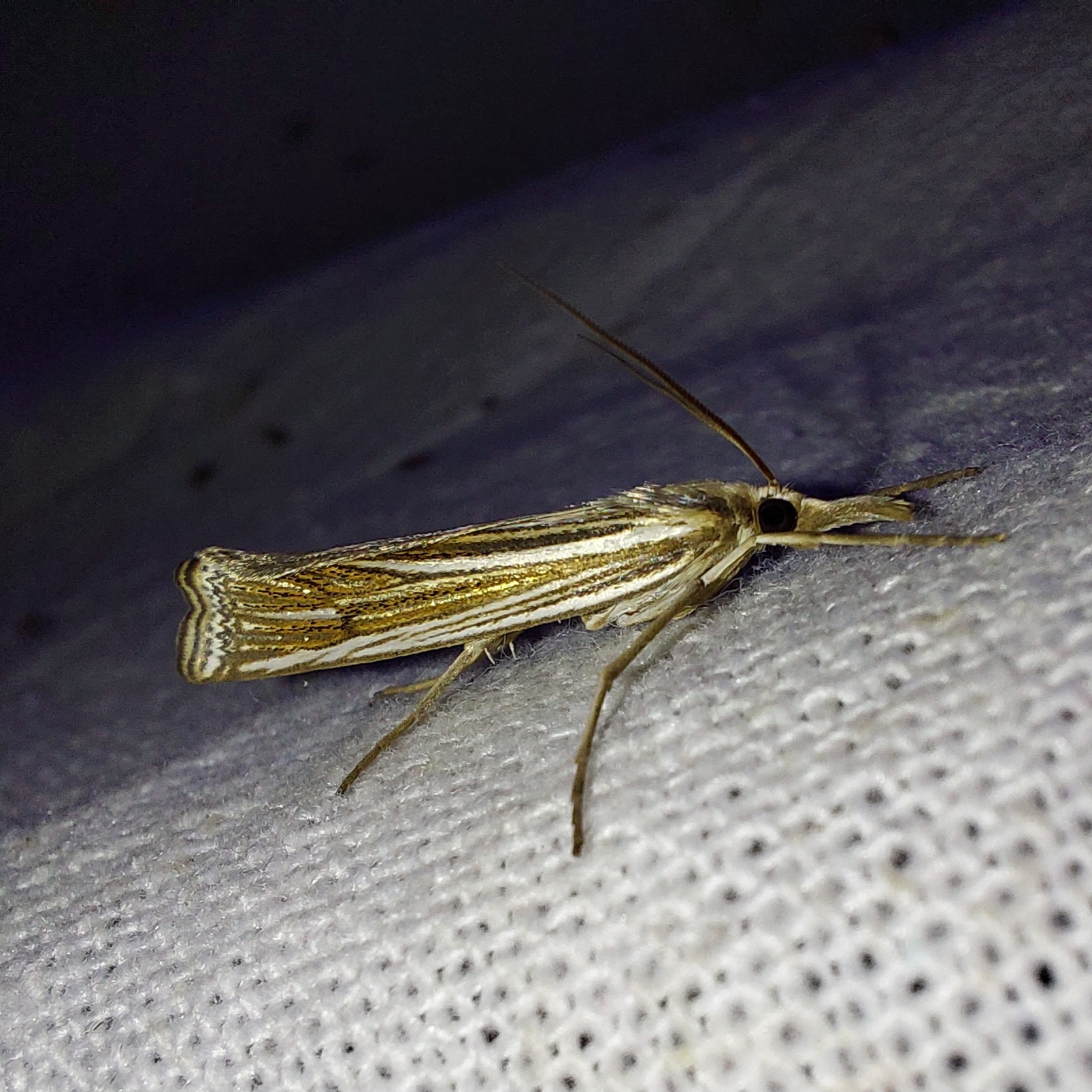 Ancylolomia