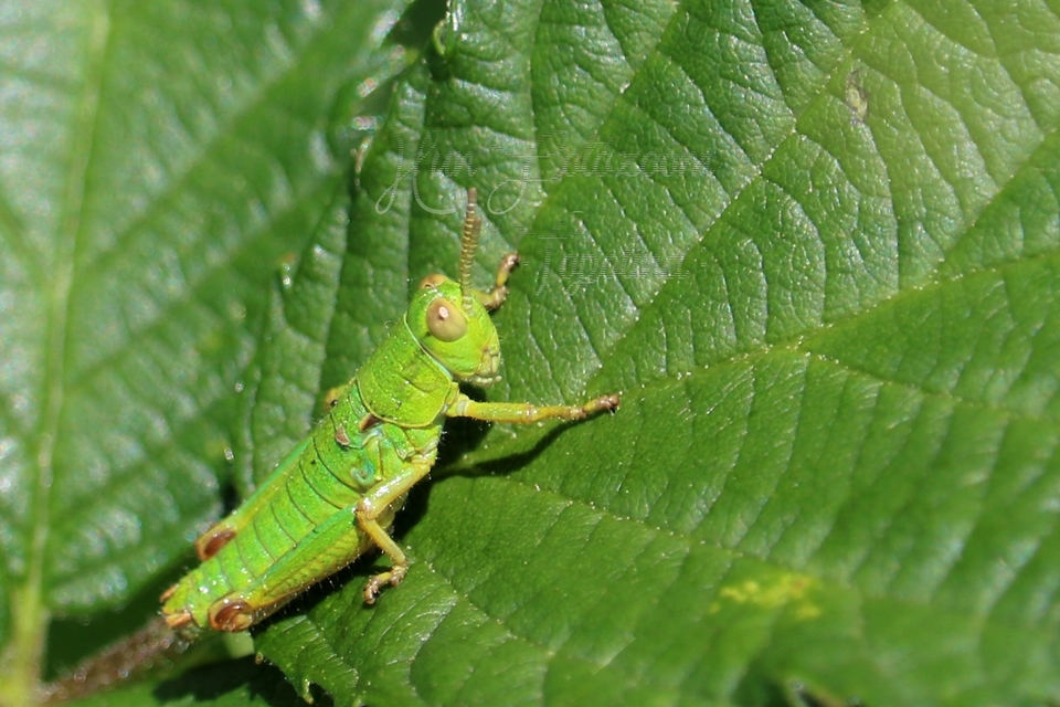 Odontopodisma